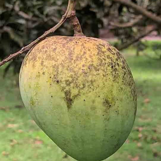 Himsagar-Mango HIMSAGAR